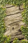 Climbing Ficus Pumila On Wood Stock Photo