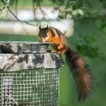 Eurasian Red Squirrel (sciurus Vulgaris) Stock Photo