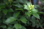 Orange Jessamine Flowers Stock Photo