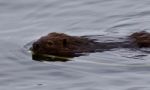 Beautiful Isolated Picture Of A Beaver Swimming In The Lake Stock Photo