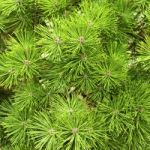 Background Of Green Christmas Tree Branches Close Up Stock Photo