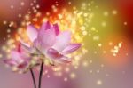 Beautiful Lotus Flower Colorful Background Stock Photo