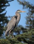 Heron In Treetop Stock Photo