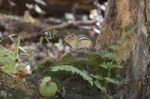 The Funny Cute Little Chipmunk Stock Photo