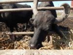 Buffalo Farm, Buffaloes Grazing In Open-air Cages  Stock Photo