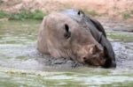 Rhino In The Muddy Water Stock Photo