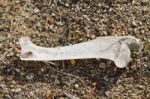 Sheep Leg Bone Stock Photo