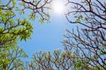 Frangipani ( Plumeria ) Sun And Trees Are Blossom Stock Photo