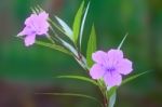 Ruellia Tuberosa Flower Focus Lower One Stock Photo