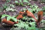 Two Eurasian Red Squirrels (sciurus Vulgaris) Playing Stock Photo
