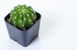 The Cactus: Echinopsis Subdenudata Stock Photo