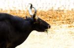 Banteng Stock Photo