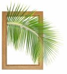 Fresh Coconut Leaf Within Wooden Frame Stock Photo