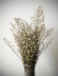 Dried Bouquet Of White Flowers In Vase Stock Photo