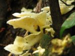 Fungi In The Forest Stock Photo