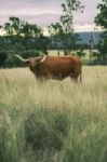 Longhorn Cow In The Paddock Stock Photo