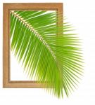 Fresh Coconut Leaf Within Wooden Frame Stock Photo