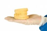 Denture Mold Stock Photo