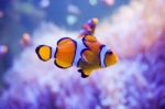 Cartoon Fish Near Sea Anemone Stock Photo