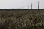 Electricity Wire On A Field Stock Photo