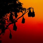 Silhouetted Fruit Bat On Tree At Sunset Stock Photo