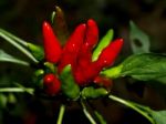 Red Pepper Stock Photo