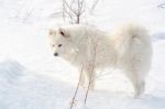 Samoyed White Dog On Snow Stock Photo