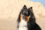 Sheltie In The Beach Stock Photo