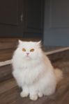 Portrait Of Cute Tabby Cat Fluffy Pet Looks Curious Stock Photo