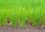 Paddy Rice Stock Photo