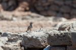 Crested Lark (galerida Cristata) Stock Photo