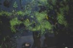 Top View Of Water Plants Stock Photo