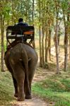 Tourists An Elephant Riding Stock Photo