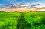 Landscape Of Cornfield And Green Field With Sunset On The Farm Stock Photo