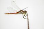 Beautiful Yellow-winged Darter Dragonfly Stock Photo