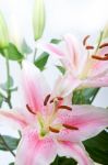 Pink Lily Flower Bouquet Stock Photo