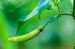 Green Chili On Tree Stock Photo