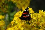 Butterfly Feeding Stock Photo