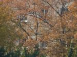 Autumn Tree Foliage Texture Stock Photo