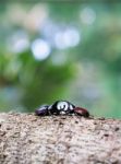 Rhinoceros Beetle Stock Photo