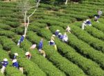 Dalat, Vietnam, July 30, 2016: A Group Of Farmers Picking Tea On A Summer Afternoon In Cau Dat Tea Plantation, Da Lat, Vietnam Stock Photo