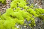 Moss Stock Photo