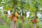 Papaya Trees Stock Photo