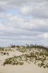 Dune Flora Landscape Stock Photo