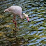 Fuengirola, Andalucia/spain - July 4 : Greater Flamingos (phoeni Stock Photo