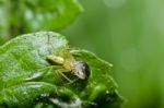 Long Legs Spider Eats Beetle Stock Photo