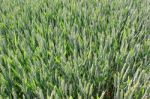 Field Of Wheat Stock Photo