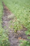 Cotton Field In Oakey Stock Photo