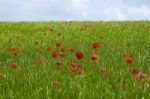 Poppies Stock Photo