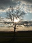 Lone Tree Stock Photo